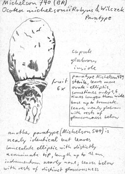 Vorschaubild Ocotea michelsonii Robyns & R. Wilczek